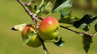 Медь или железо: каким видом купороса обработать яблони и груши в марте — ответ агронома