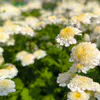 22 июня Коми прогреется до +27 °C и останется практически без дождей: прогноз погоды 