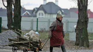 Брянские депутаты установили нормы сбора валежника