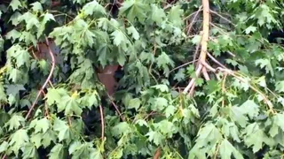 Поваленные деревья и отключение электричества: как рязанцы ураган пережили