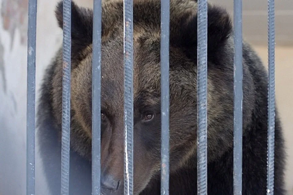 Историческая часть зооботсада Казани закрывается на зиму