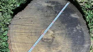 В одном из поселков Чувашии задержали мужчину, незаконно вырубившего деревья на 1 млн рублей