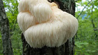Найден гриб, который защитит от деменции
