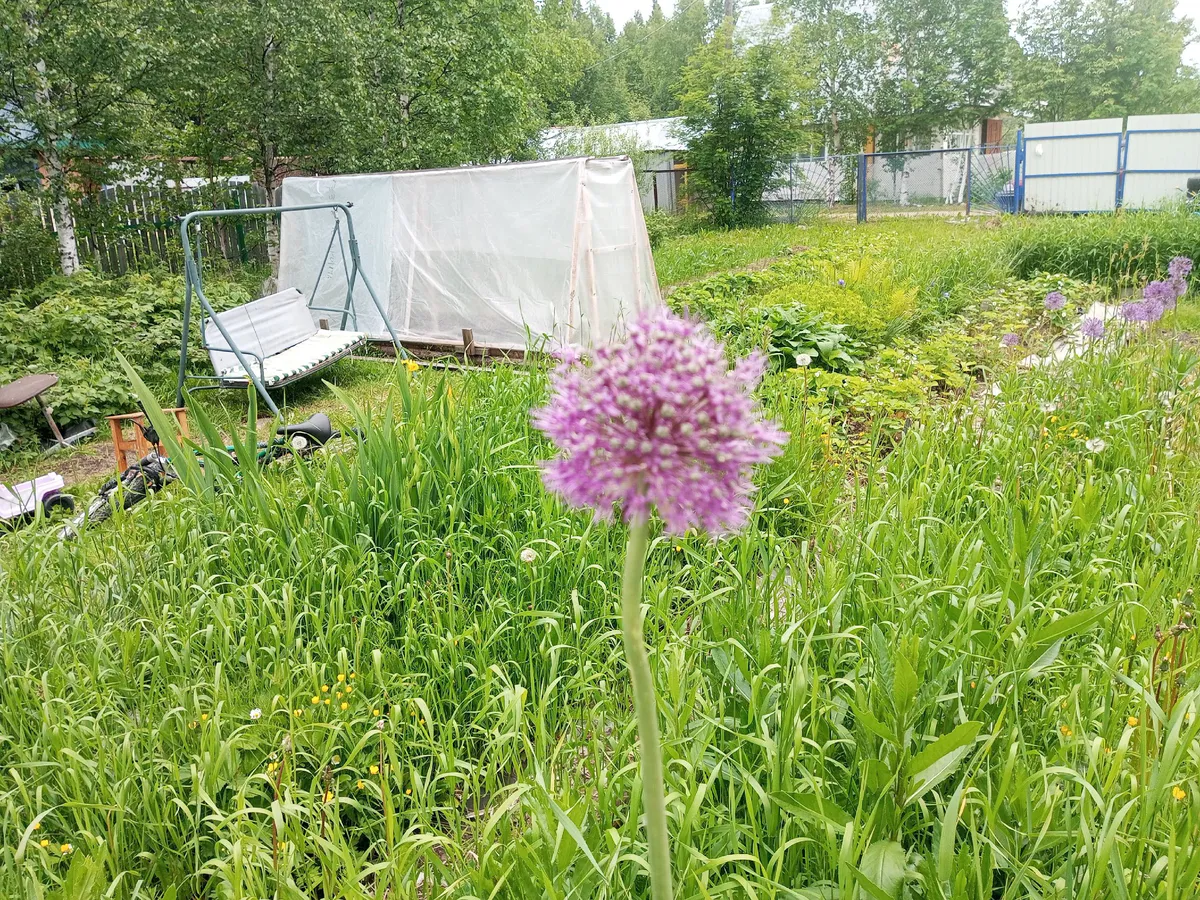 Сорняки разом завянут: разведите стакан раствора в ведре и полейте растения вечером — не узнаете свой огород