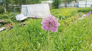 Сорняки разом завянут: разведите стакан раствора в ведре и полейте растения вечером — не узнаете свой огород