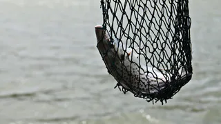 Жителю Суздальского района грозит суд за оскорбление инспектора охраны водных биологических ресурсов