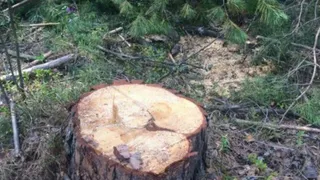 В Ковровском районе возбудили уголовное дело по факту незаконной вырубки елей
