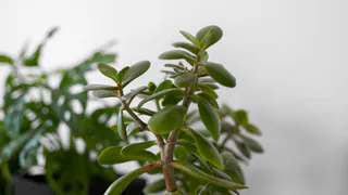 Разведите 1 ложку в литре воды — и толстянка резко зацветёт: лучшая зимняя подкормка «денежного дерева», эффект виден почти сразу