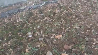 На Куйбышевском шоссе нашли мертвых птиц