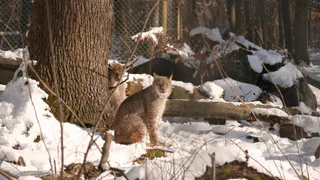 Дикие звери из лесов продолжают выходить к жителям Республики Коми