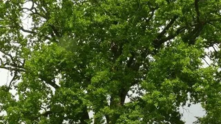 Владимирский дуб претендует на титул главного дерева России