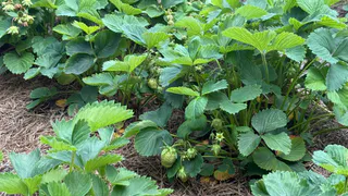 Для наливания плодов клубнике – обязательно: 50 грамм в ведро – и ягод будете собирать по 5 кг с одного кустика