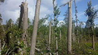 В Рязанской области начнут вырубку повреждённого ураганом участка леса