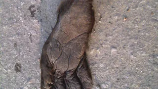 В Рязани возле рынка нашли отрезанную лапу обезьяны