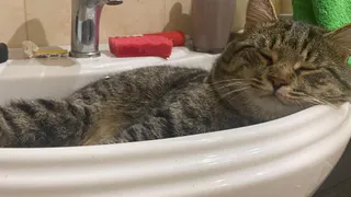 Не оставляйте свет для домашних питомцев: 90% владельцев совершают эту ошибку