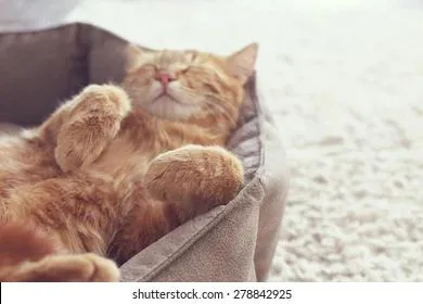 Коронавирус добрался до кошек