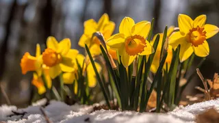 Погода побьет рекорд 2007 года: синоптики сделали неожиданный прогноз на конец марта