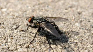 Челябинскую область захватили мухи: жители жалуются на нашествие насекомых