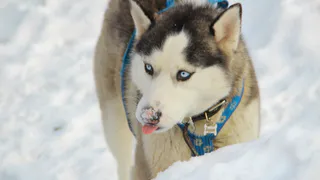 Наблюдайте за муравьями и рябиной: какие приметы обещают морозную зиму?