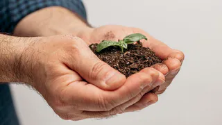 В январе закопайте в горшке пару семечек — к 8 Марта на окне букет: цветет 365 дней в году — чудо как красив