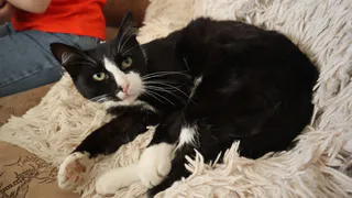 Секрет, который знают только ветеринары: как определить возраст кошки за 5 минут