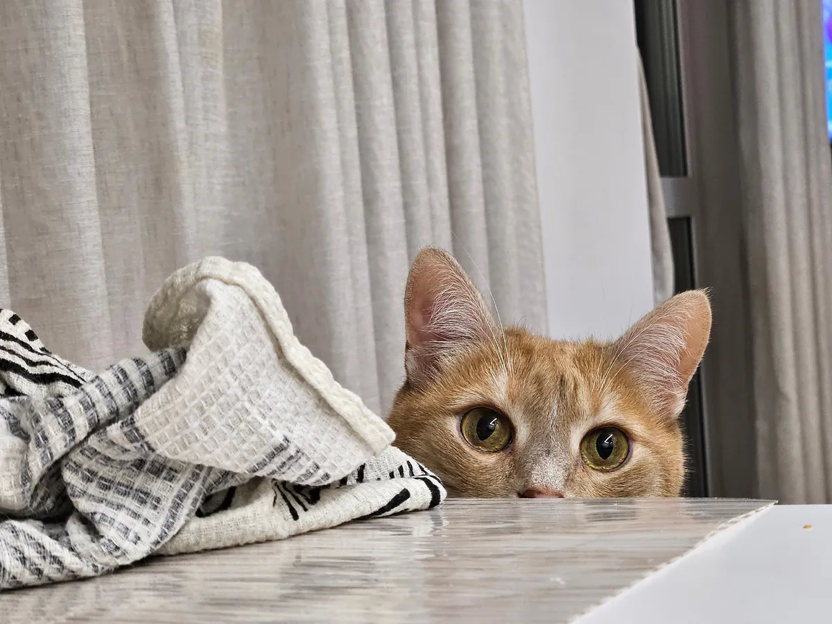 Жителям Челябинской области рассказали, почему возникает аллергия на кошек