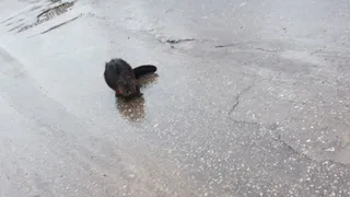 Устраивают потопы: в Михайловском районе объявили отстрел бобров