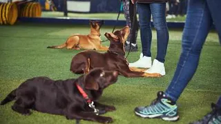 В России запретили «собачью» вольницу