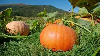 26 октября – День тыквы