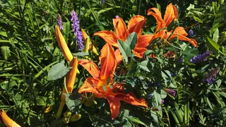 Сажаю эти 12 цветов только под зиму — весной цветник сам оживает и радует пышным цветением без хлопот