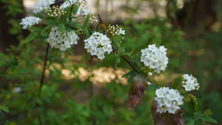 «Подвинет» сирень и жасмин: этот выносливый кустарник похож на снежный шар при цветении — будет радовать десятки лет