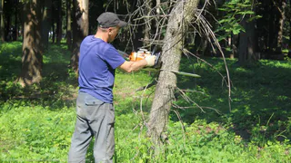В Рязани опубликовали список улиц, где ликвидируют аварийные деревья