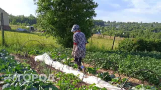 В Европе отказались, а россияне все еще едят: этот овощ убьет ваши почки