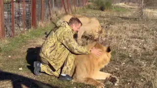 Директор крымского сафари-парка тяжело ранен при нападении львов