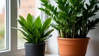 Замиокулькас дуреет с этой подкормки: 3 таблетки в воду — и новые побеги растут как на дрожжах весь год