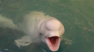 В Рязани появится крупнейший в стране дельфинарий