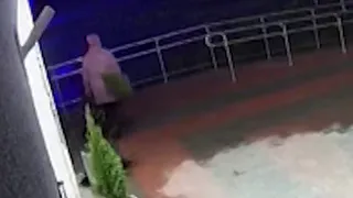 Новогоднее настроение: рязанка украла тую из горшка у входа в библиотеку Есенина