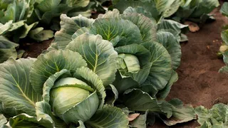 Подкормка для капусты в августе: секрет хорошего урожая, о котором забывают многие жители Чувашии