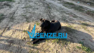 В микрорайоне Райки ликвидировали очаг бешенства животных и отменили карантин