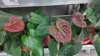 Домашние вампиры: 6 вещей в доме, которые крадут ваше здоровье день за днем