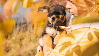 Дай лапку: Майклу, Мухе и Феликсу нужен теплый дом