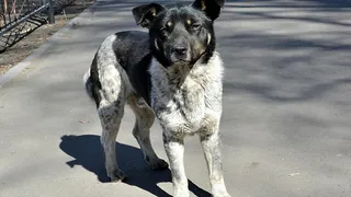 Рязанцы хотят записать видеообращение к властям против усыпления животных