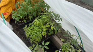 Бабушка-соседка подсказала классный лайфхак: 10 гр на 2 литра - рассада вытянется и будет как "крупкие дубки"