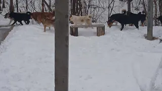 Стаи бездомных собак угрожают безопасности детей Троицко-Печорска — местные власти бездействуют