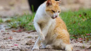 В Карачевском районе бешеные животные покусали 9 человек