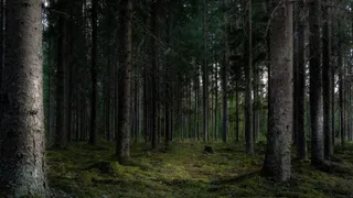 В Гороховце арендатора лесов оштрафовали за срыв санитарных рубок