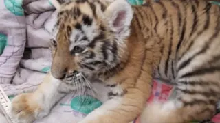Тигренок, которого изъяли у наркоторговцев, в порядке