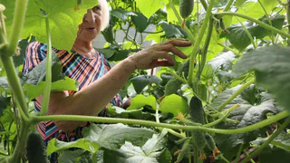 Не зола и не коровяк: вот чем полить огурцы в июле – с одного куста собираем по 7 килограммов жирненьких зеленцов