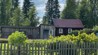 Лучше отказаться: 2 модных сидерата истощают грунт и привлекают на участок нематоду, тлей и крестоцветную блошку