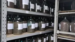 Владимирской области для восстановления лесов нужно 13 тонн шишек